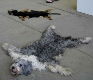 Cachorros mortos para fazer Tapetes Dog-6